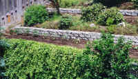 Garden.jpg (365109 bytes)