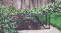 big_racoon_side_view.jpg (124003 bytes)