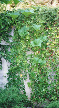 hanging pumpkin.jpg (286093 bytes)